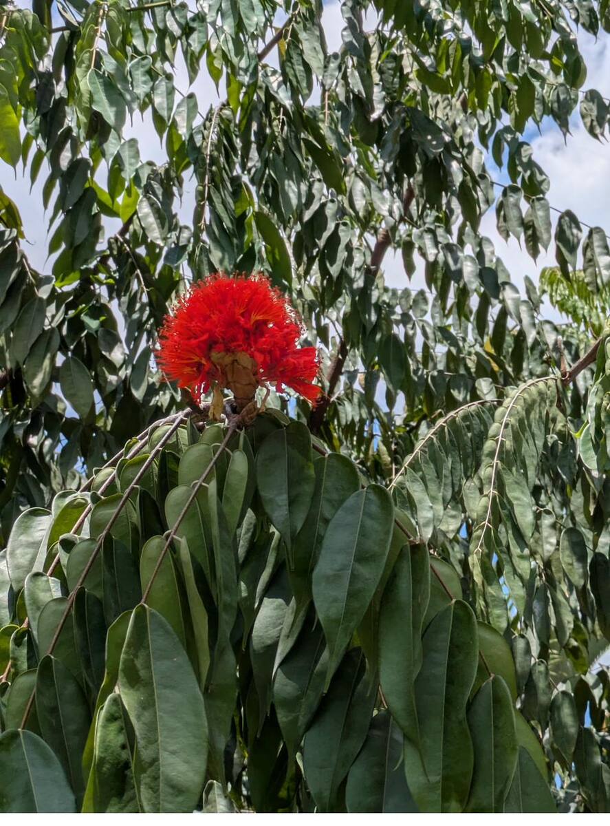 Colombia Flowers – Discover the Living Color of Colombia